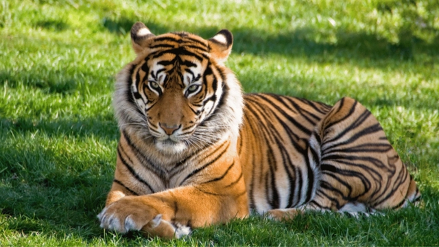 mesmerising-hello-video-of-tigress-waving-for-camera-intrigues-internet